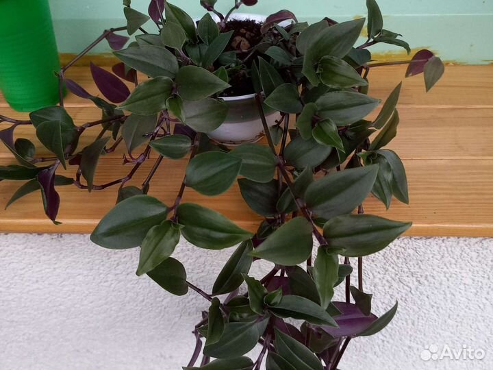 Кактус и Бенджамина