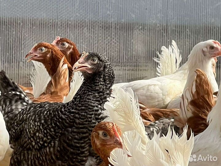 Куры молодки несушки
