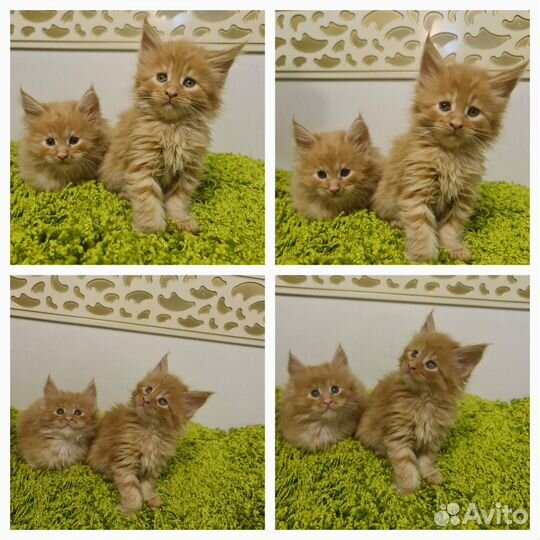 Котята мейн-кун