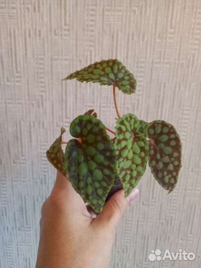 Бегонии детки