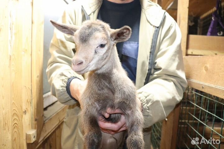 Камерунские козочки 6 мксяцев