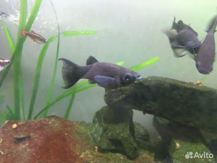 Молинезии черные