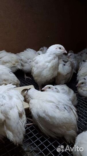 Эко-перепел