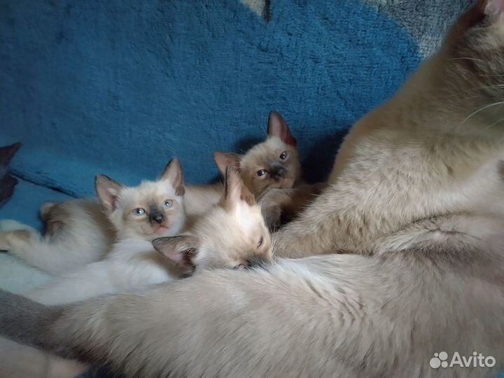 Тайские котята
