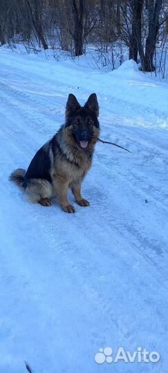 Немецкая овчарка.Вязка