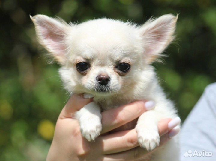 Чихуахуа щенки