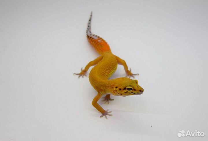 Эублефары Иранцы/Radar/Ta/BN/Total