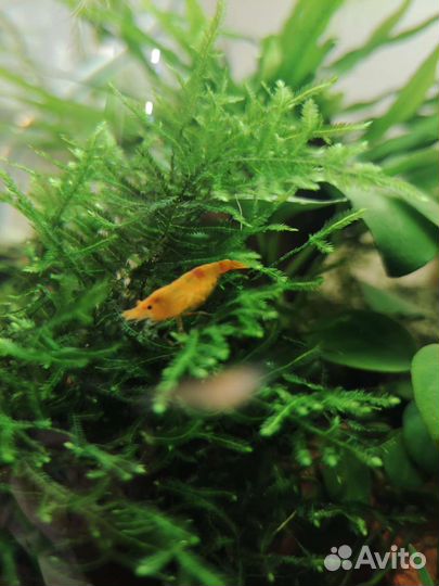 Аквариумные креветки