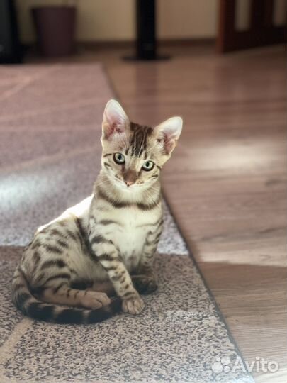 Бенгальский красавчик