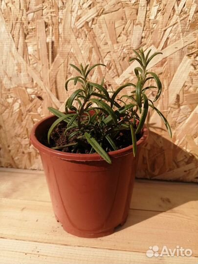 Розмарин саженцы