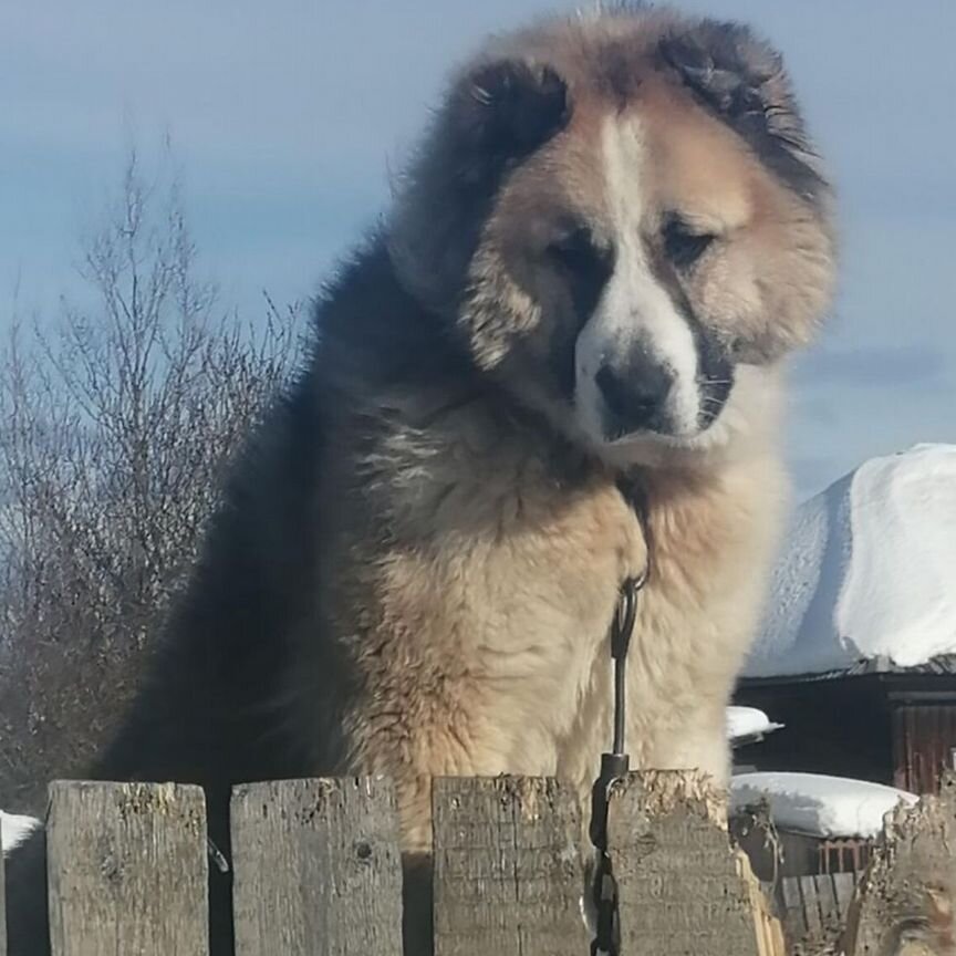 Домашние животные собаки щенки