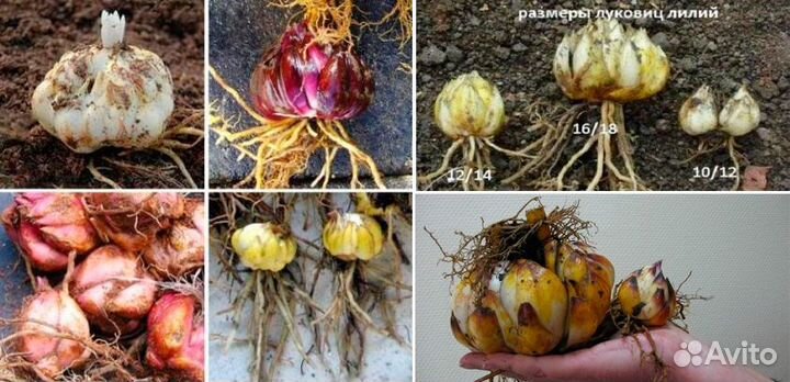 Луковицы лилии оптом