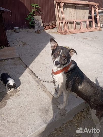 Щенки дворняшки