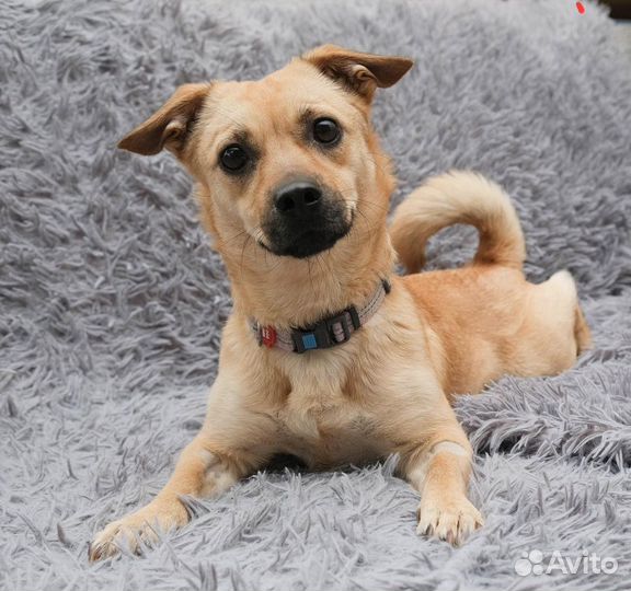 Собака в добрые руки