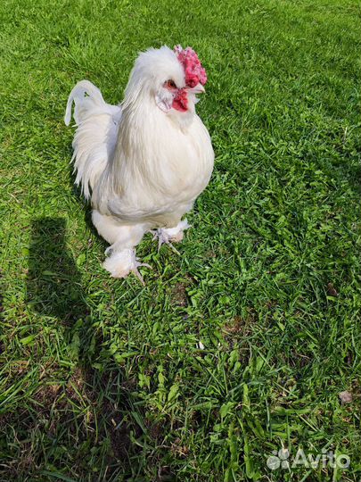 Петух китайский шелковый