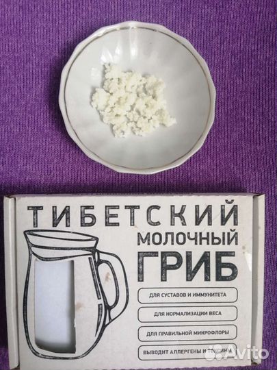 Молочный гриб