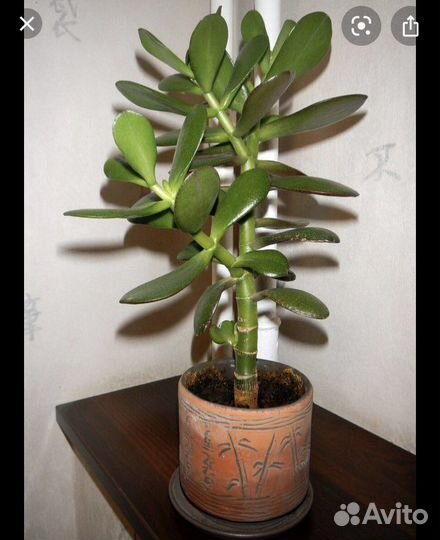 Толстянка (денежное дерево)