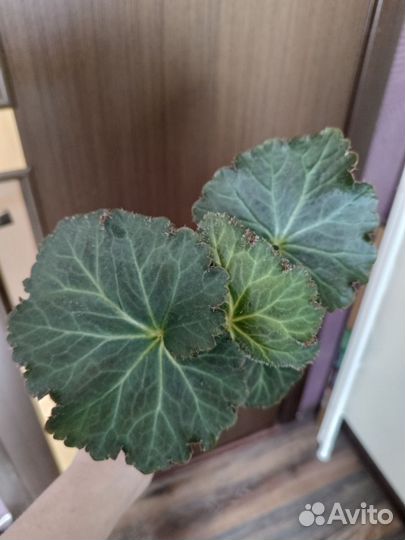 Бегония Америгибрид