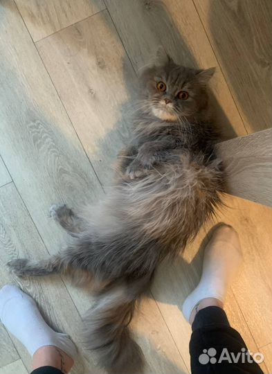 Кошка в добрые руки