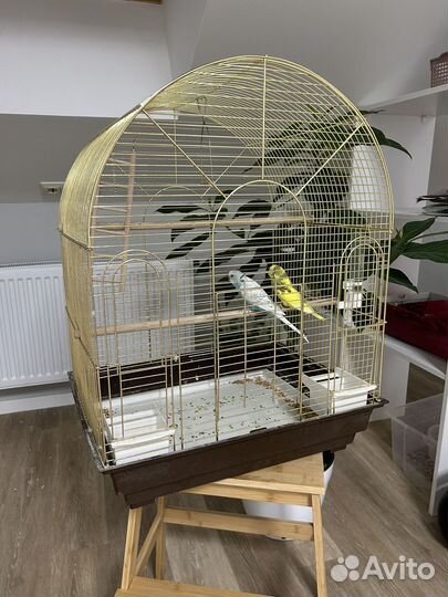 Клетка с 2 волнистыми попугаями