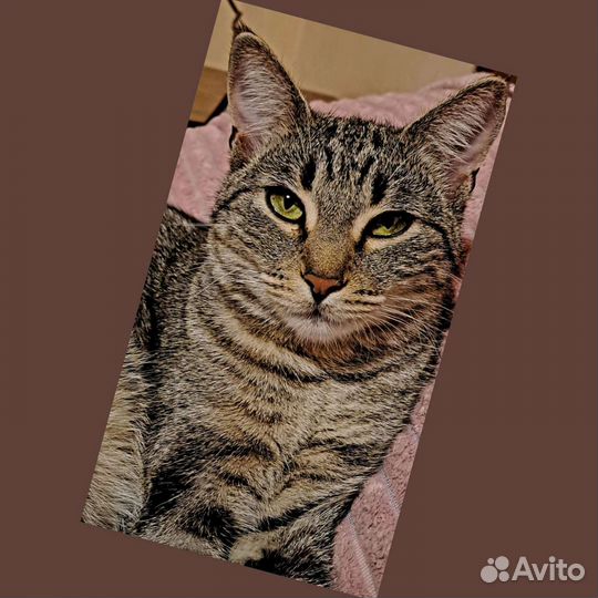 Кошка в дар