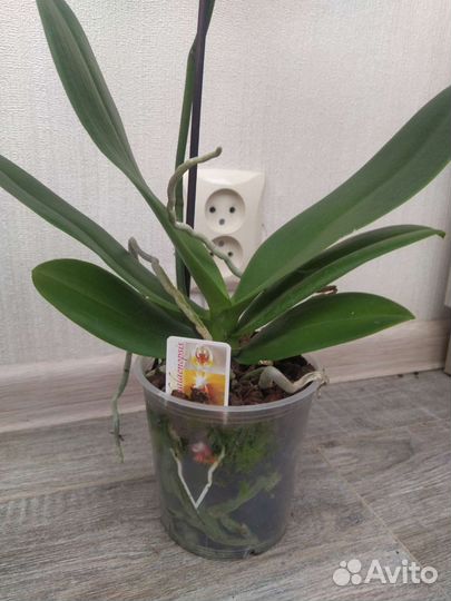 Орхидея фаленопсис Bowie