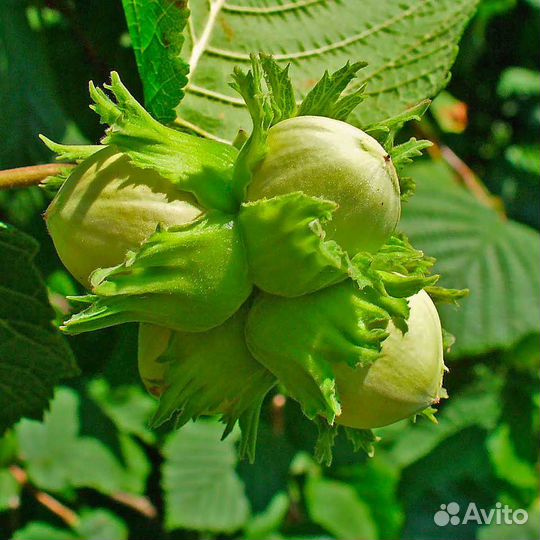 Орех фундук саженцы