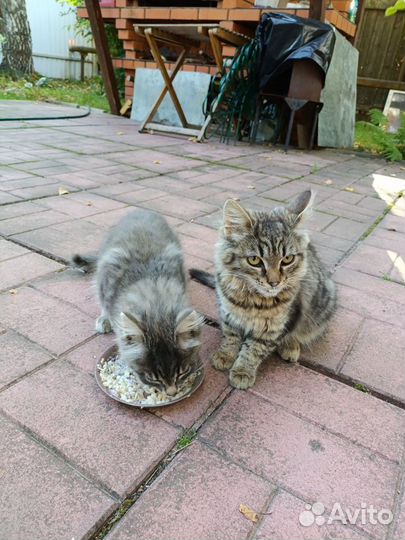 Сибирские котята в добрые руки москва