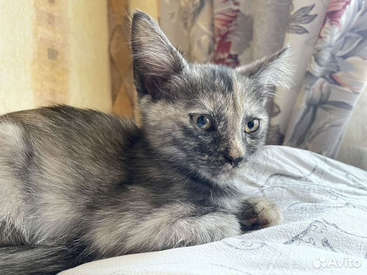 Котенок девочка в добрые руки