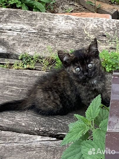 Котята 3,5 месяца