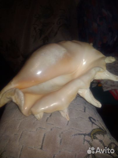 Камень ракушка