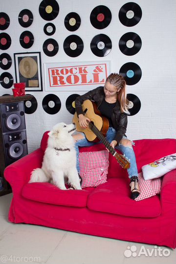 Самоеды для фотосессии/как аниматоры