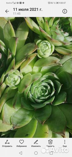 Каменный цветок