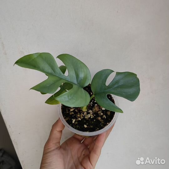 Монстера рафидофора