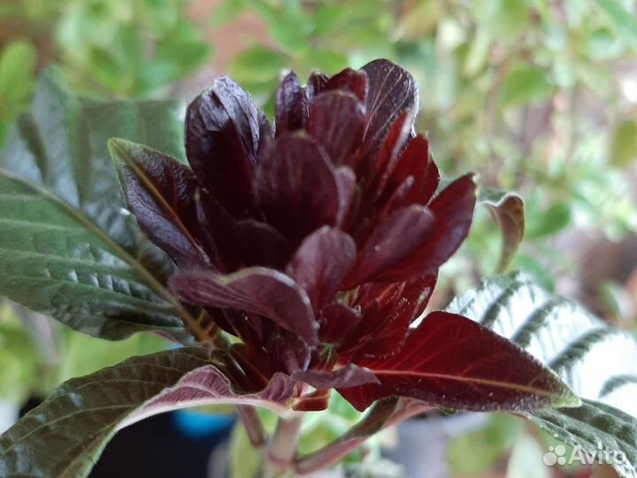 Юстиция (якобиния)