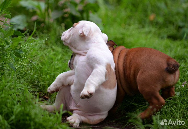 Щенки девочки английского бульдога