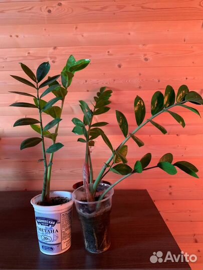 Цветы Замиокулькас