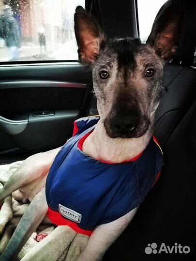 Фотосессии, вязка ксолоитцкуинтли Стандарт (мексик