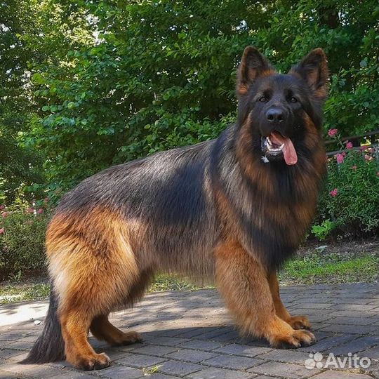 Щенки-чистокровных длинношерстных немецких овчарок