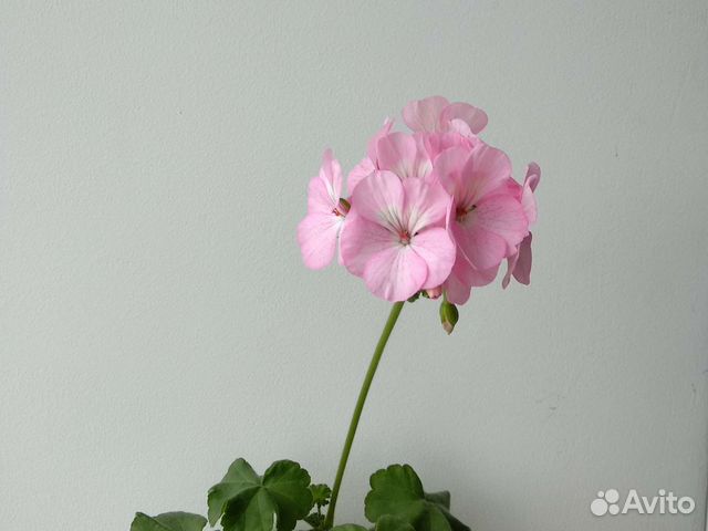 Герани, пеларгония (красная, розовая)