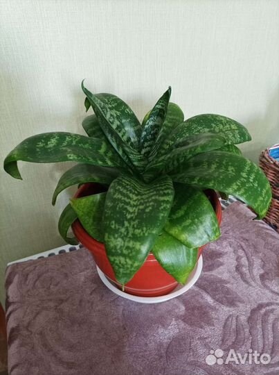 Сансевиерия ханни