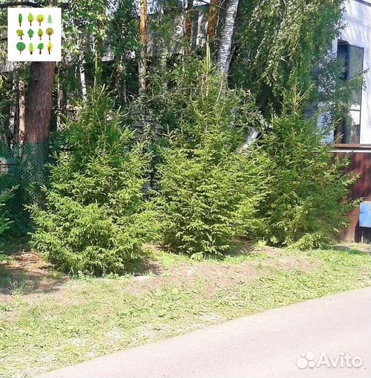 Саженцы ели с гарантией