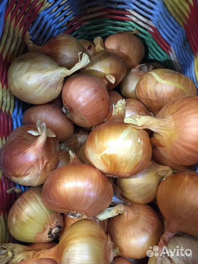 Продаю Ростовский лук, для посадки