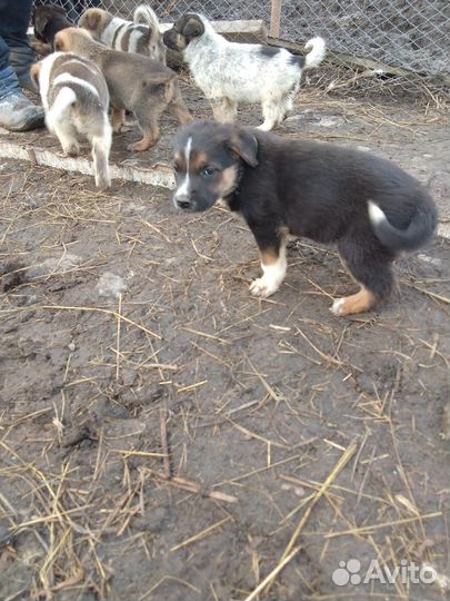 Метис кане-корсо