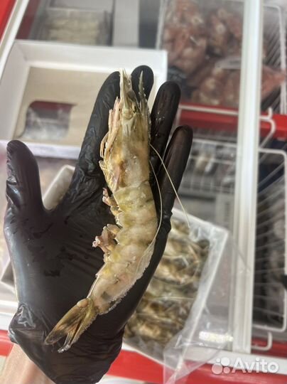 Тигровая креветка 16/20