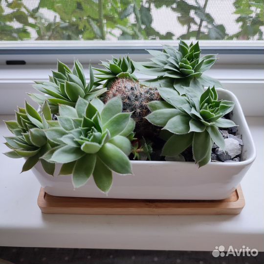 Кактусы и суккуленты