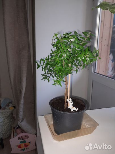 Гранат,мирт и другие цветы