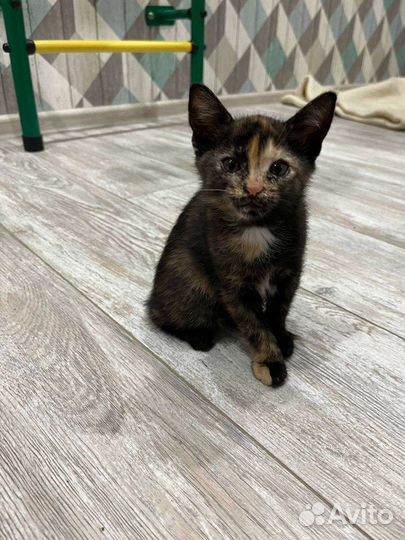 Котята в дар бесплатно