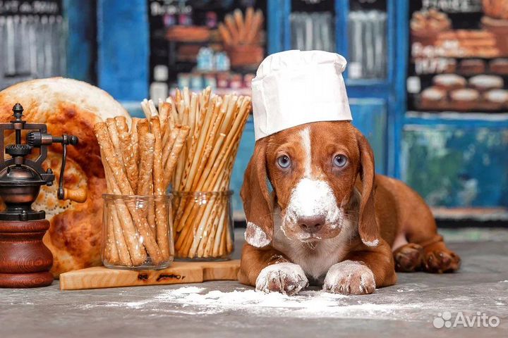 Такса стандартная с голубыми глазами