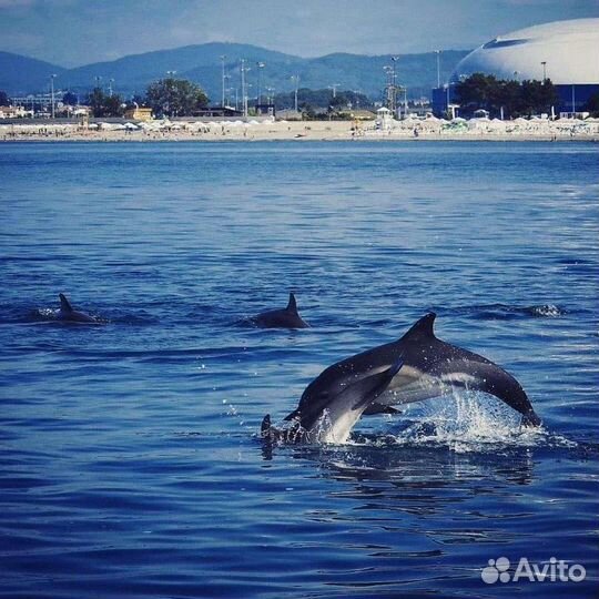 Морские прогулки к дельфинам